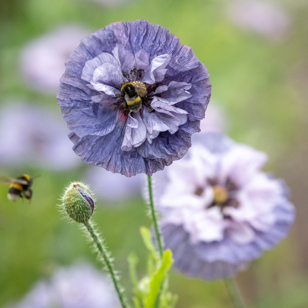 Papaver rhoeas 'Amazing Grey'