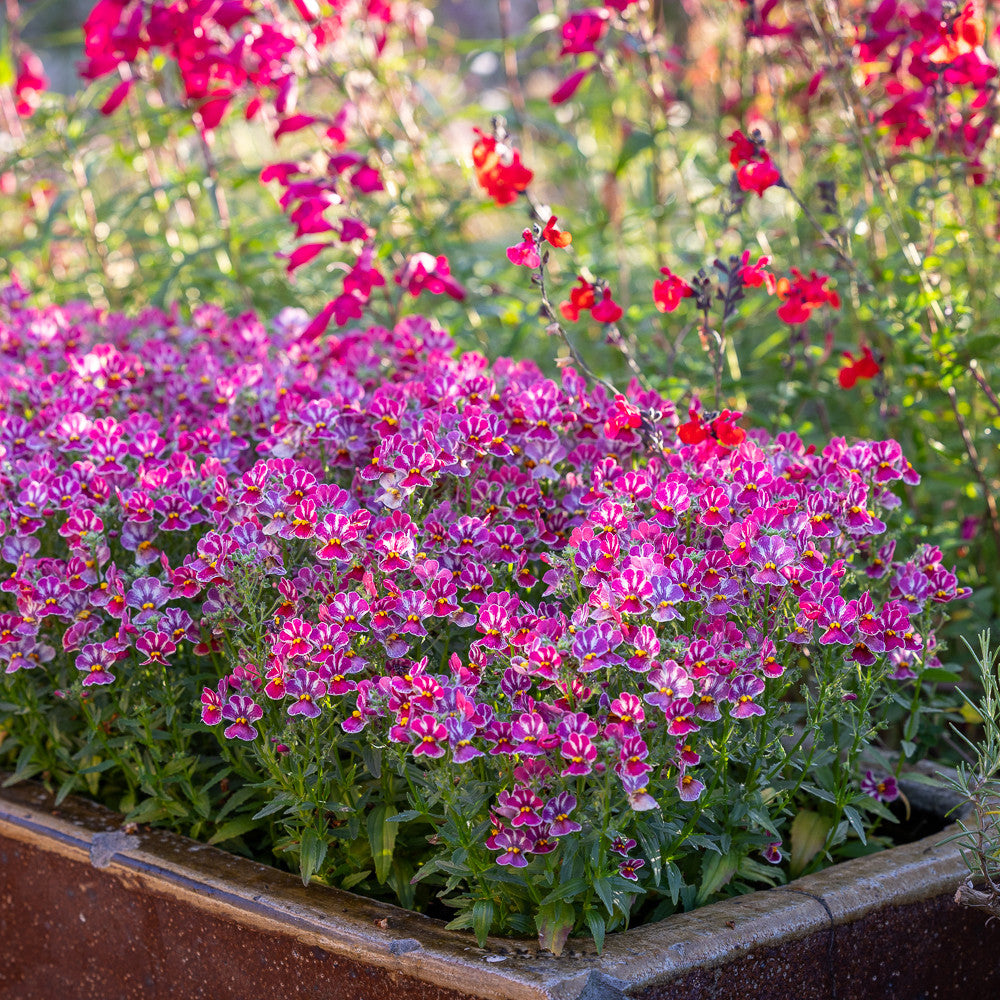 Nemesia 'Nesia Tutti Frutti'