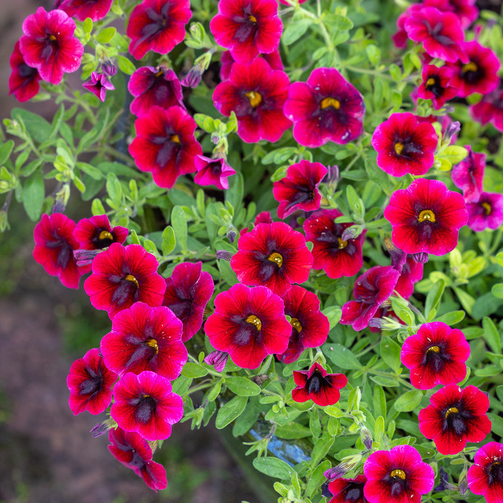 Calibrachoa 'Superbells Pomegranate Punch'