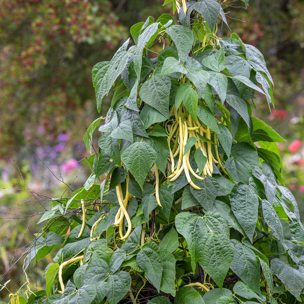 Climbing French Bean 'Monte Gusto'