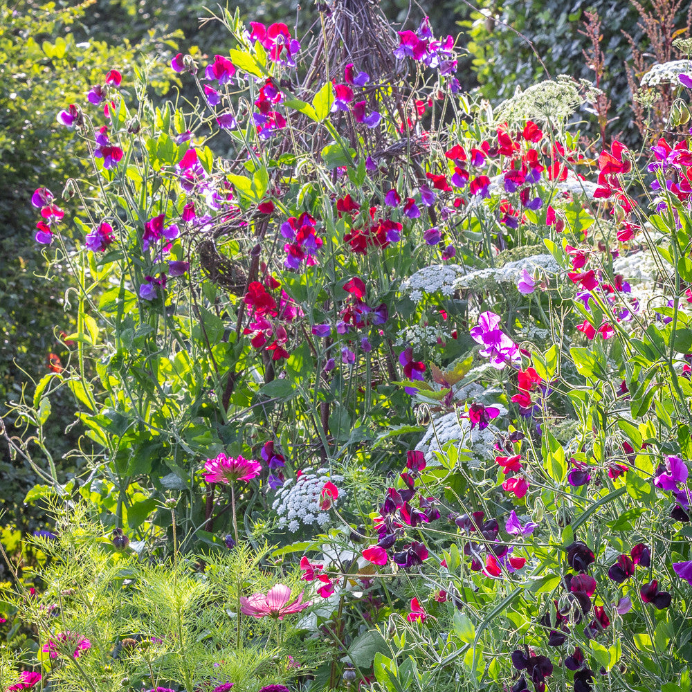 Joyful Sweet Pea Collection