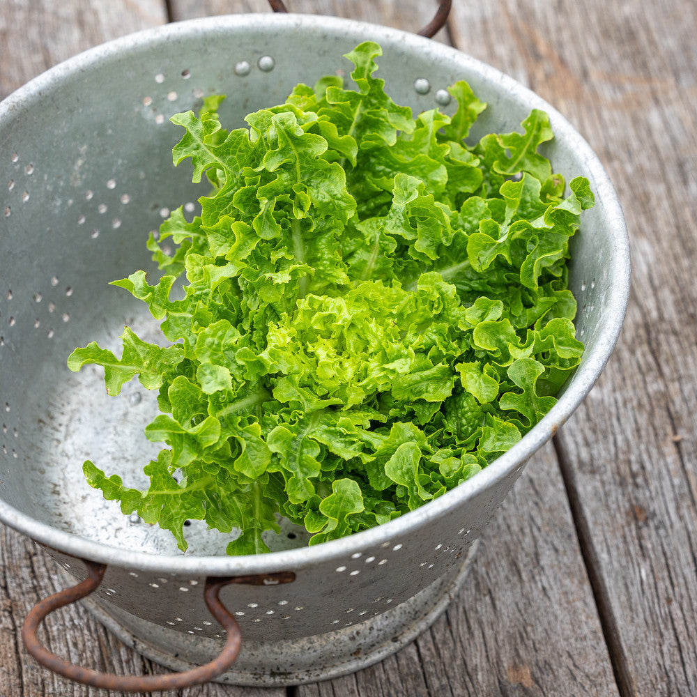Lettuce 'Ashbrook'