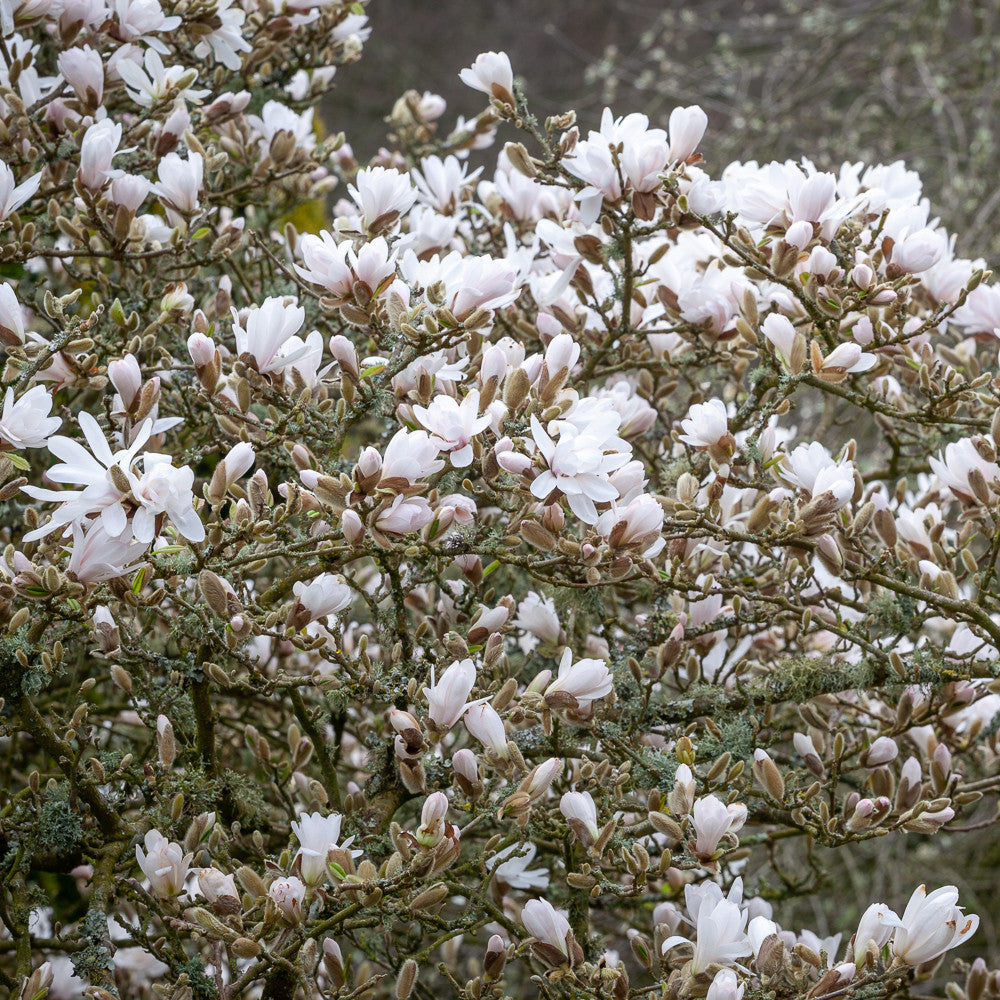 Magnolia stellata