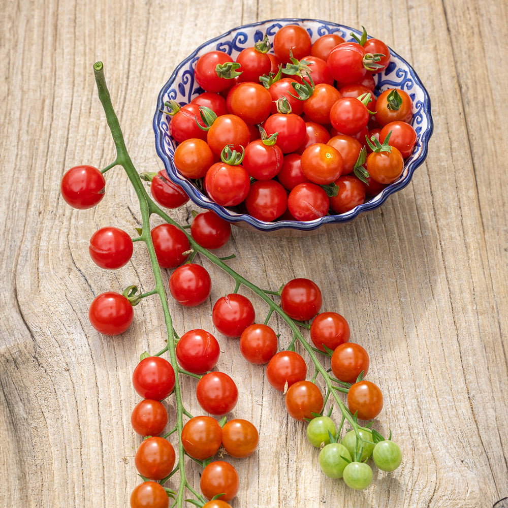Tomato 'Cerise Supersweet' f1