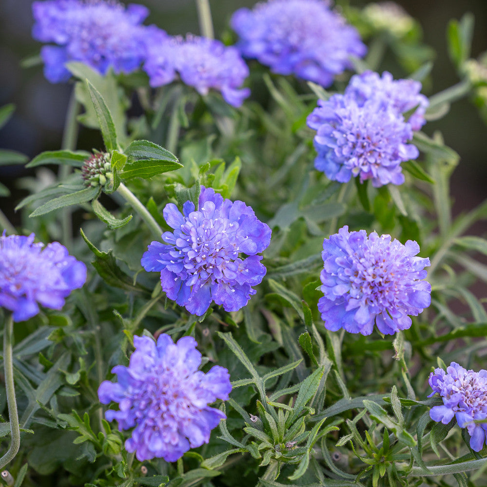 Scabiosa incisa ‘Kudo Blue'