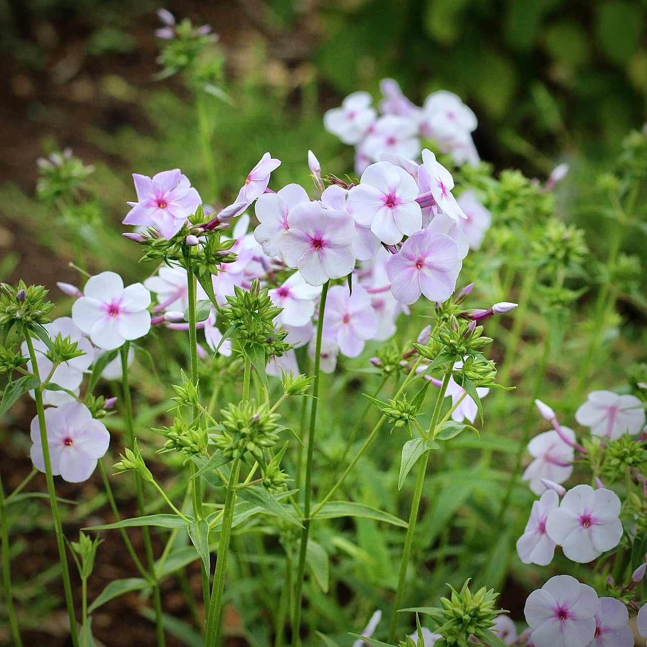 Phlox 'Fashionably Early Lavender Ice'