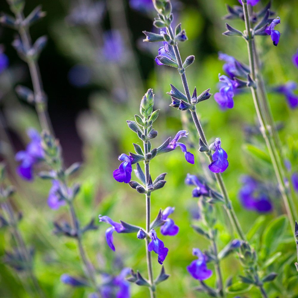 Salvia 'Blue Note'
