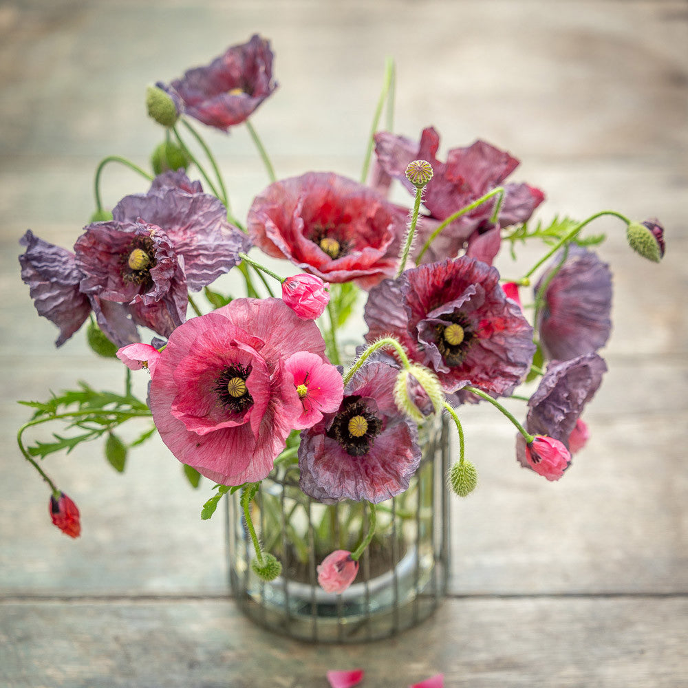 Ethereal Poppy Collection