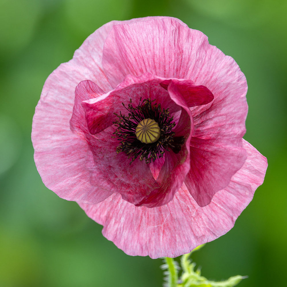 Ethereal Poppy Collection