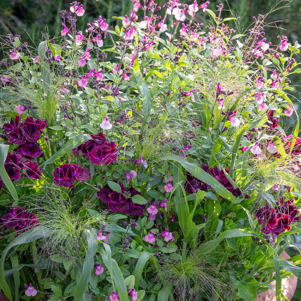 Salvia 'Peach Melba'