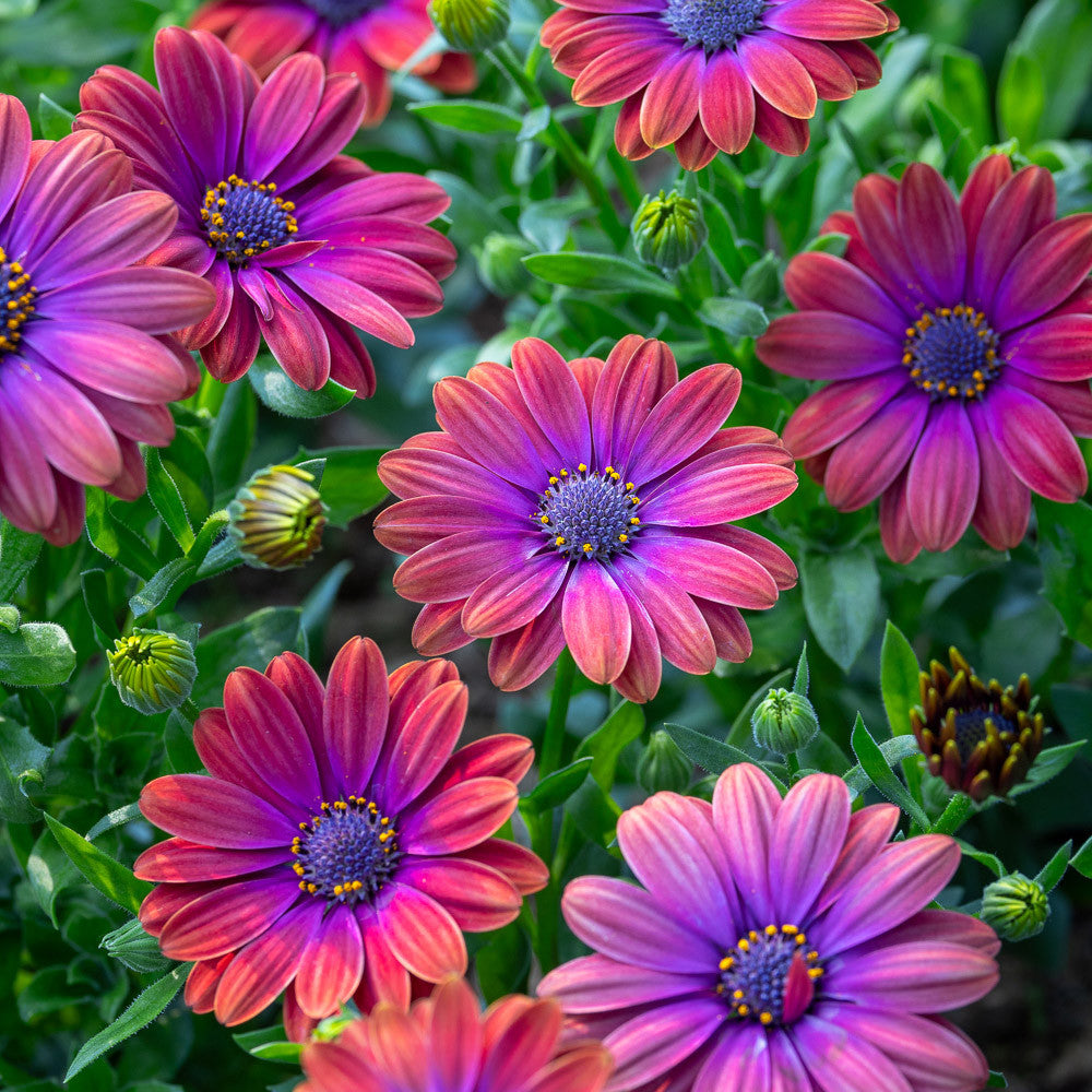 Osteospermum 'Dalina Purple Outback'