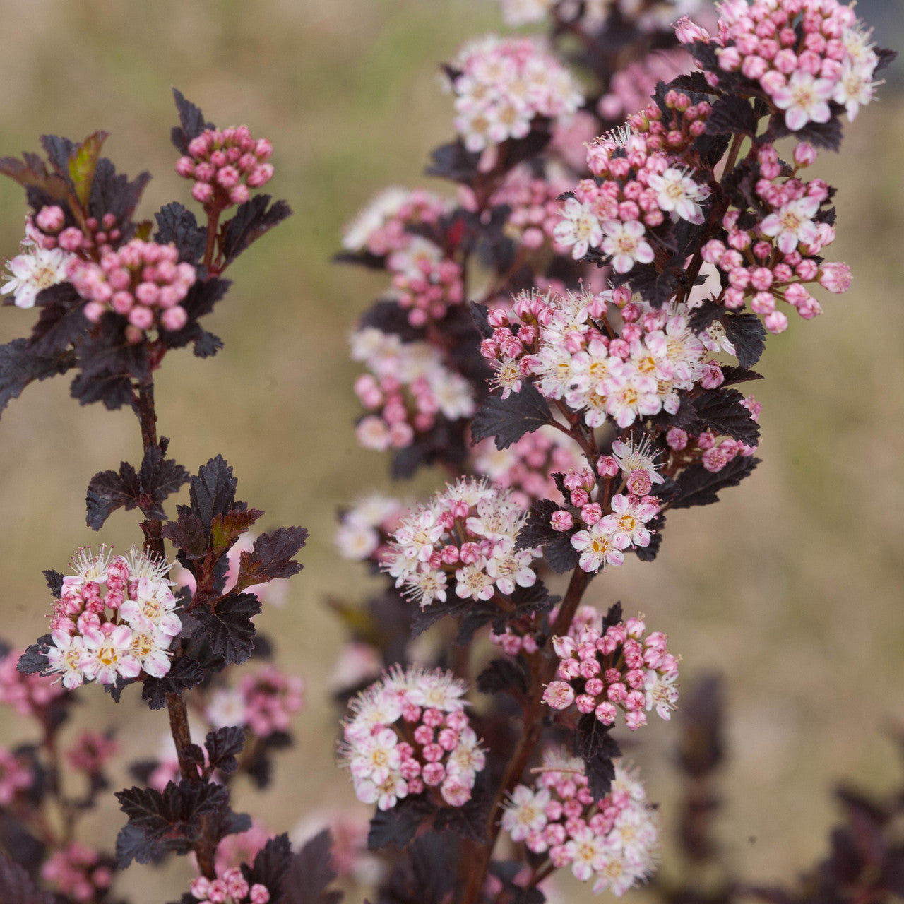 Physocarpus opulifolius 'Tiny Wine'