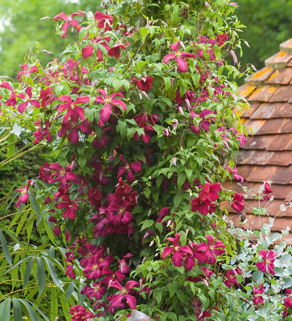 Clematis viticella 'Madame Julia Correvon'
