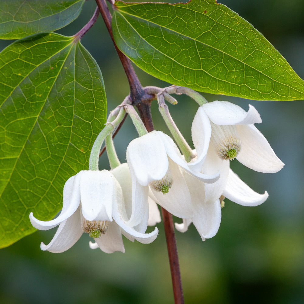 Clematis urophylla 'Winter Beauty'