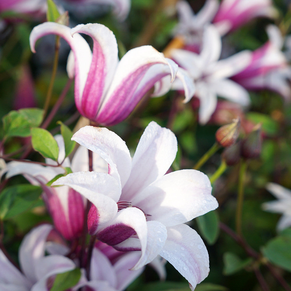 Clematis texensis 'Princess Kate'
