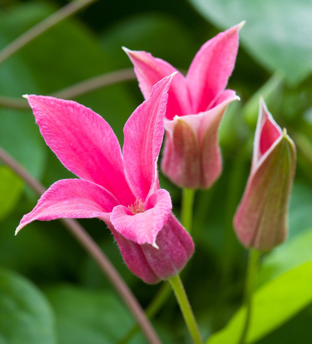 Clematis texensis 'Princess Diana'