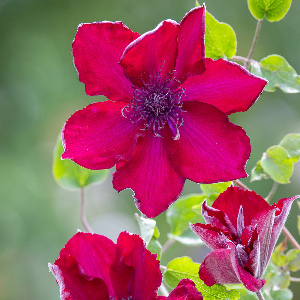 Clematis 'Nubia' (Boulevard Collection)