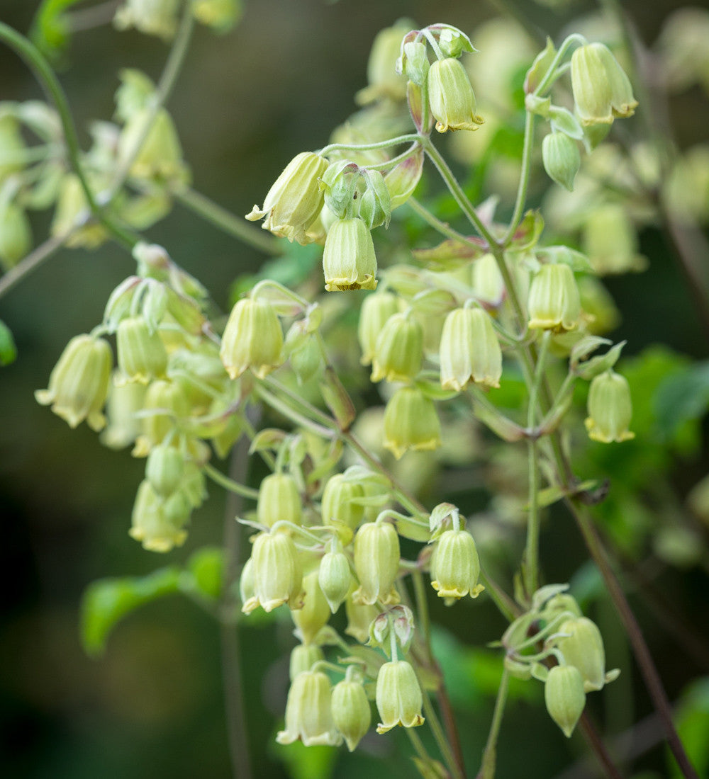 Clematis rehderiana