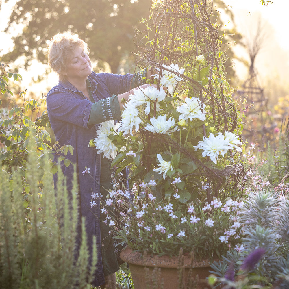 Perch Hill Dahlia Day - 30 years of growing and breeding dahlias
