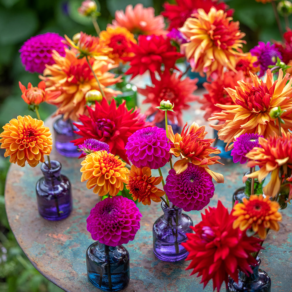 Perch Hill Dahlia Day - 30 years of growing and breeding dahlias