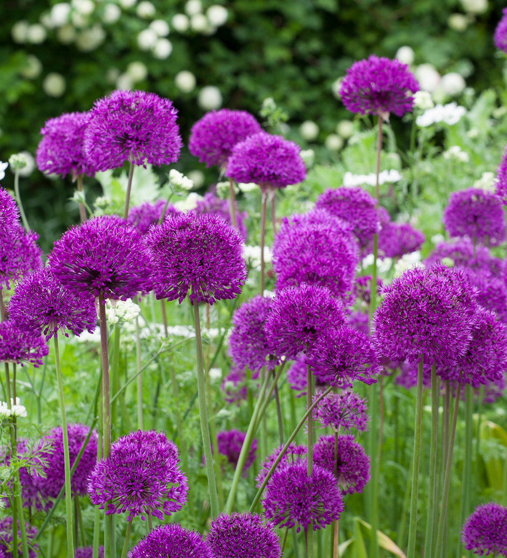 Allium hollandicum 'Purple Sensation'