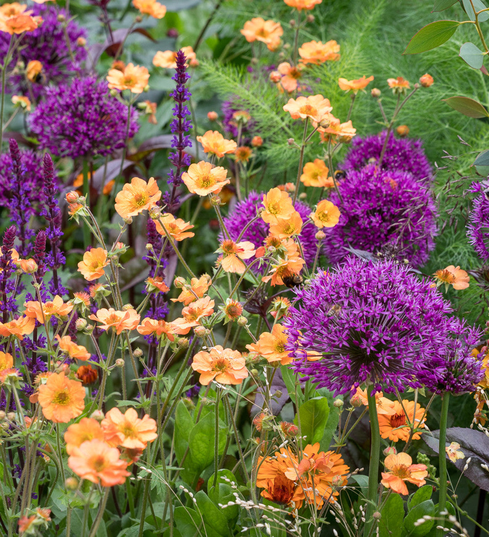 Allium hollandicum 'Purple Sensation'