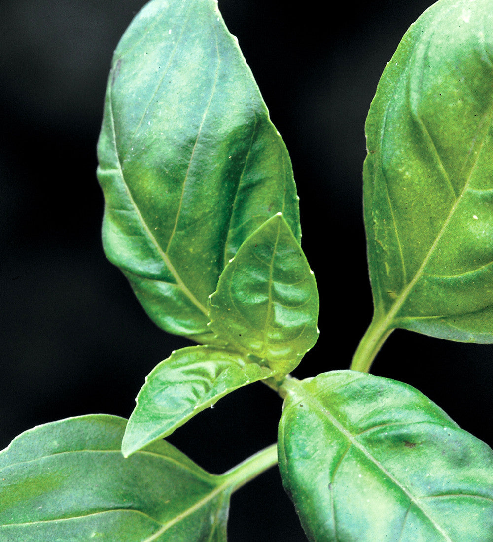Sweet Basil