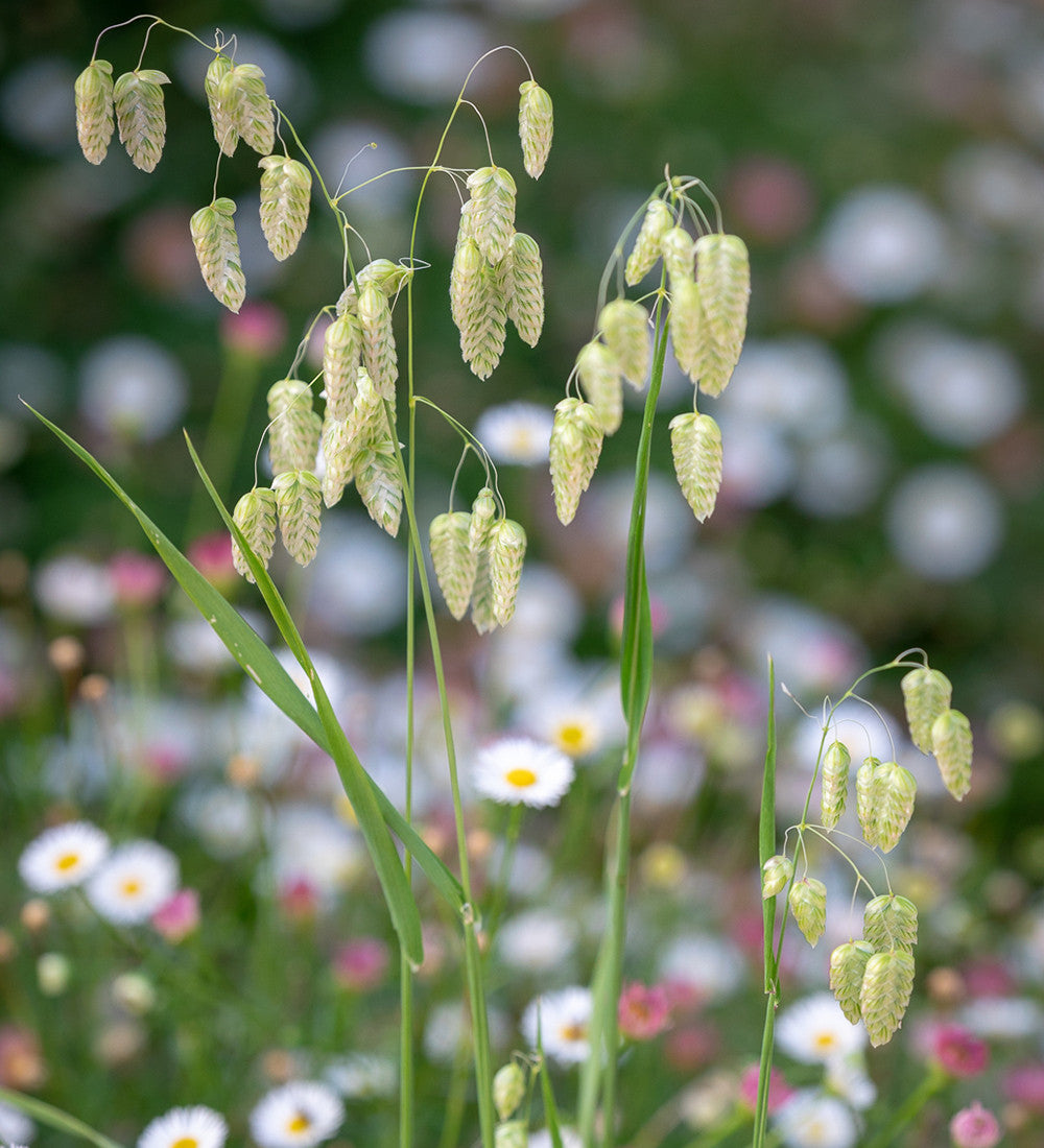 Briza maxima (Greater Quaking Grass)