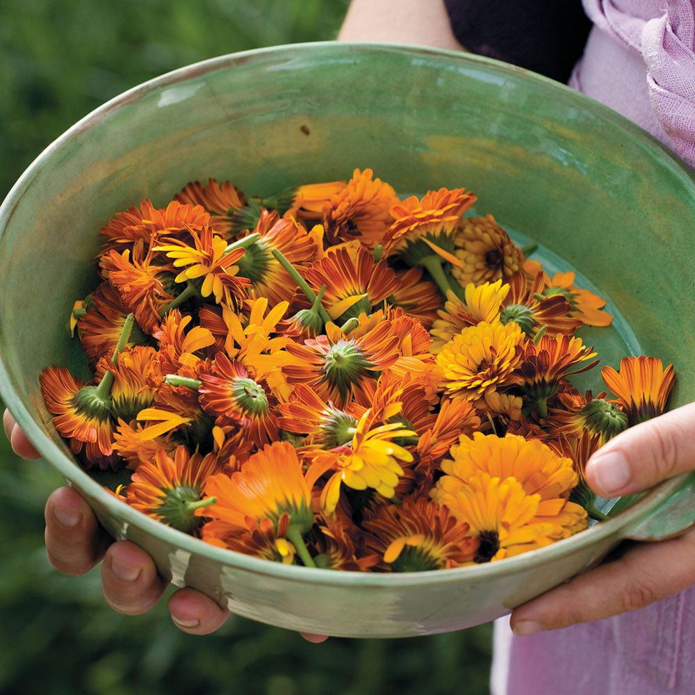 Calendula officinalis 'Indian Prince'