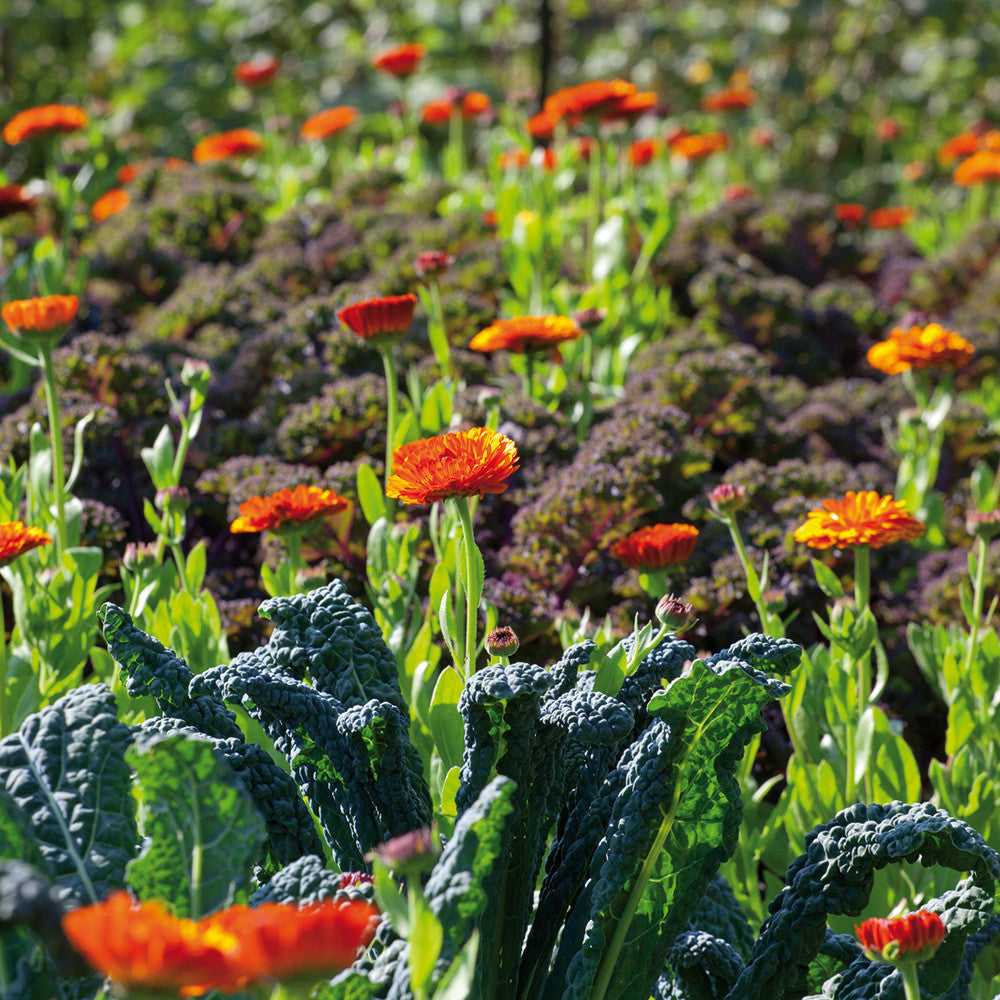 Calendula officinalis 'Indian Prince'