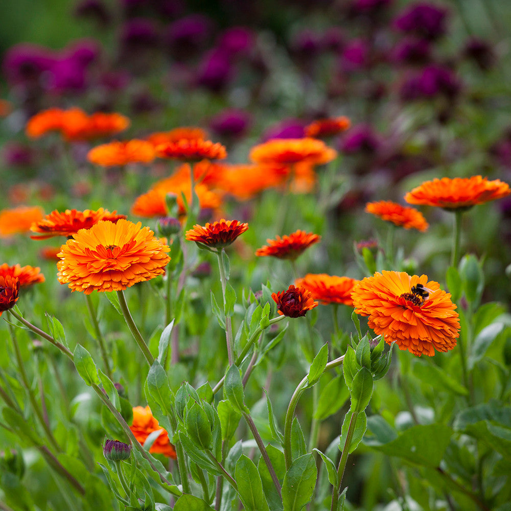 Calendula officinalis 'Indian Prince'