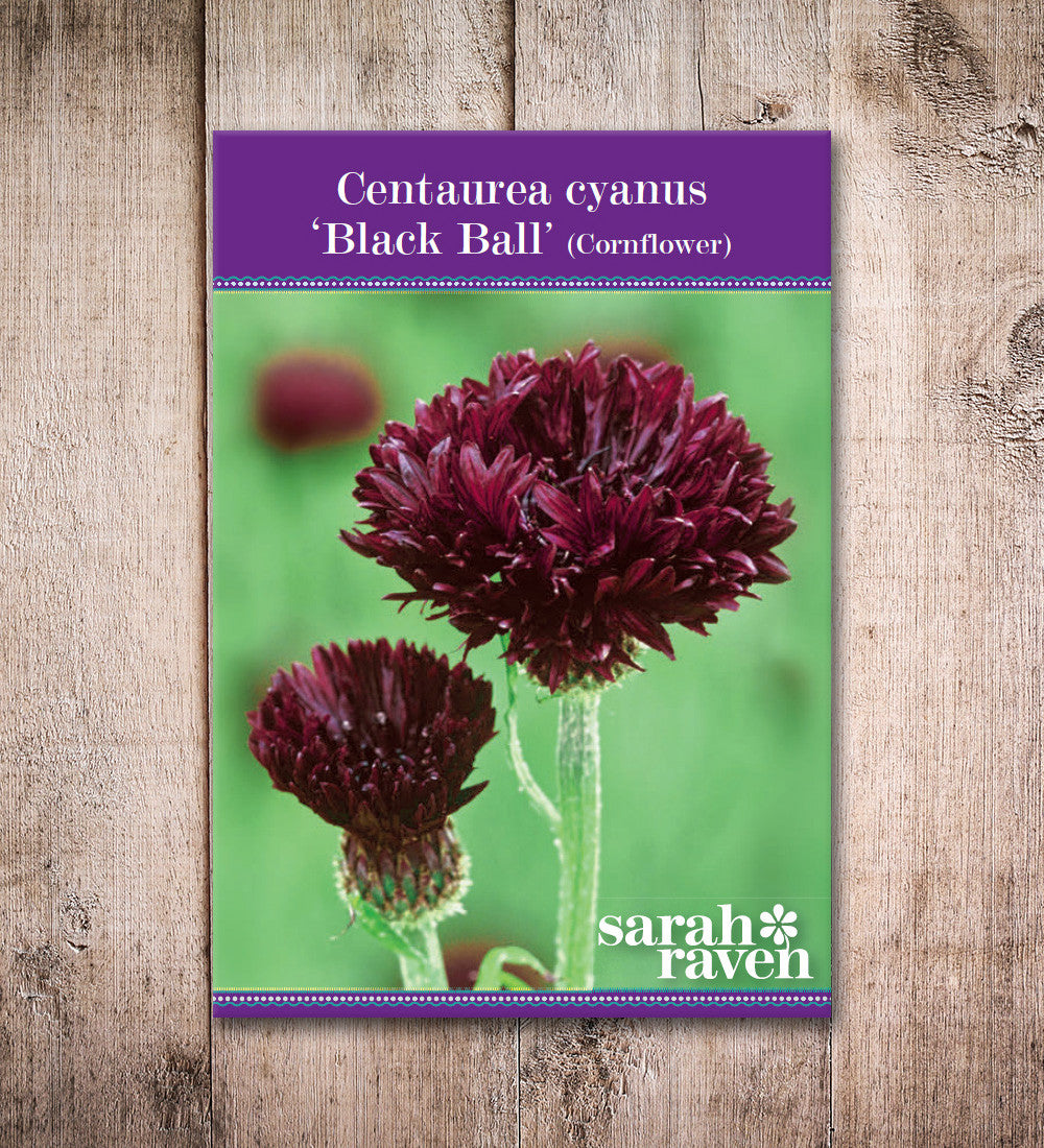 Centaurea cyanus 'Black Ball'