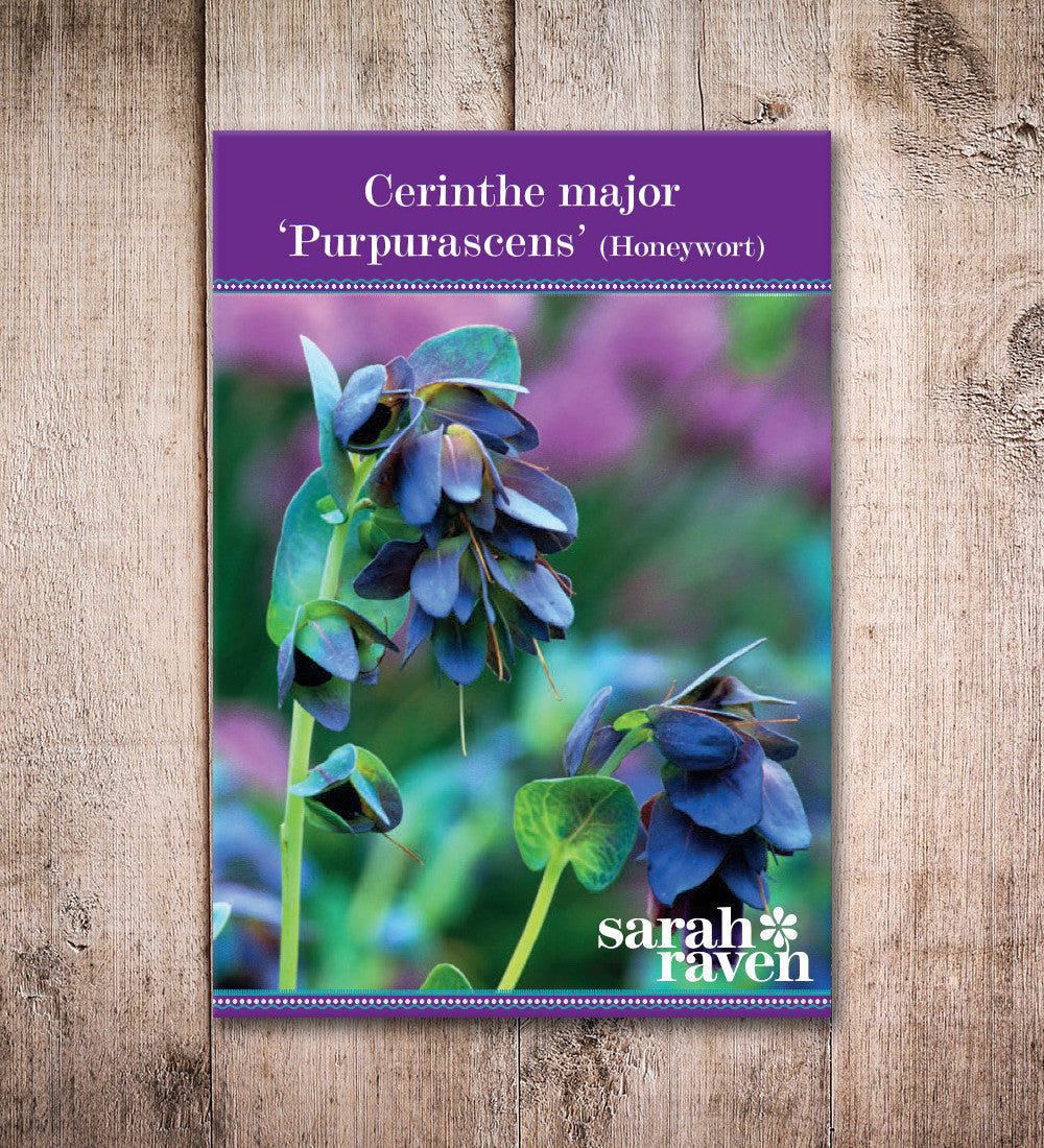 Cerinthe major 'Purpurascens'