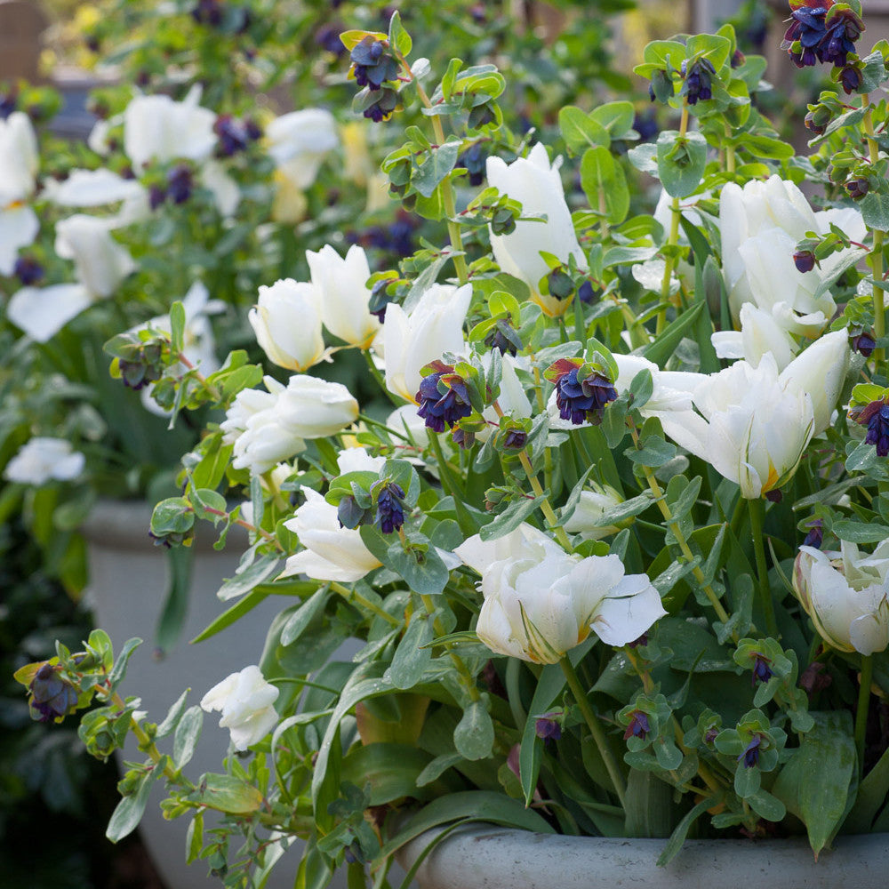 Cerinthe major 'Purpurascens'