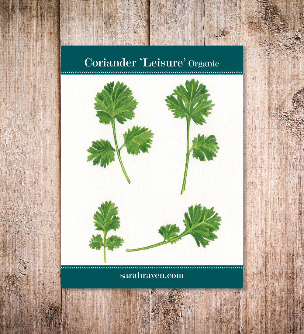 Coriander (Coriandrum sativum 'Leisure')
