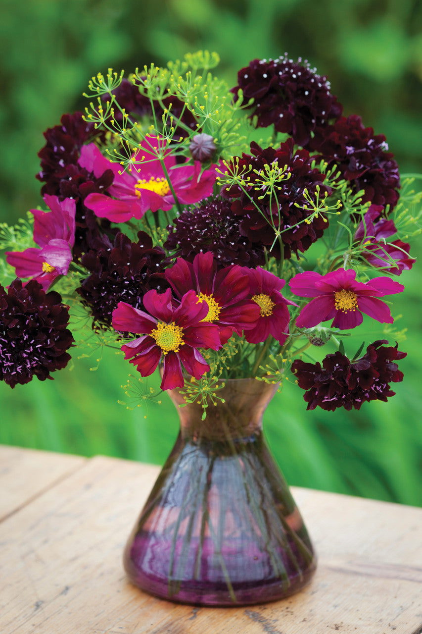 Cosmos bipinnatus 'Dazzler'