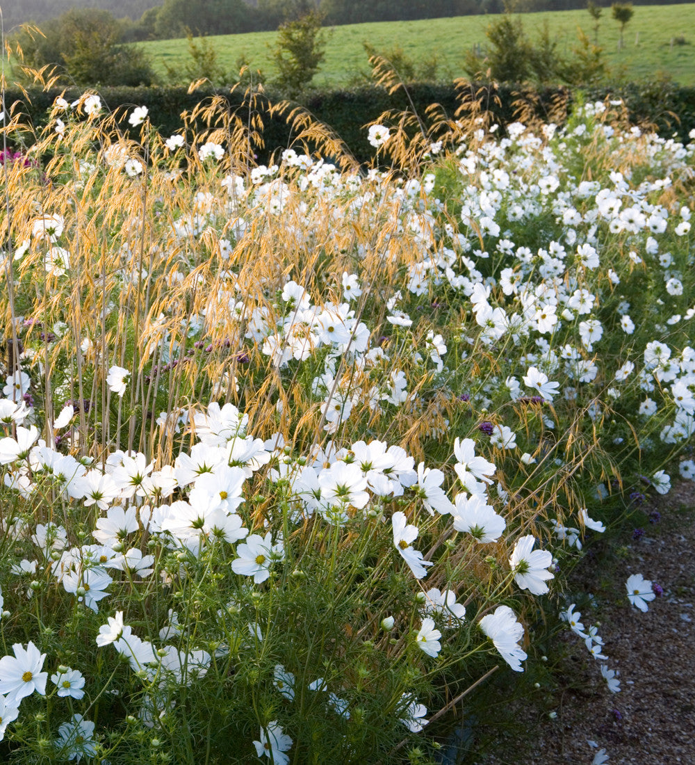 Cosmos bipinnatus 'Purity'