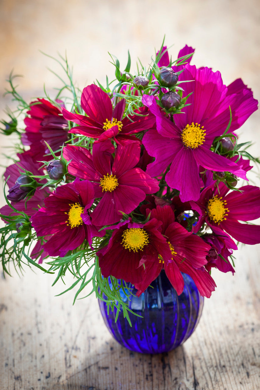 Cosmos bipinnatus 'Rubenza'