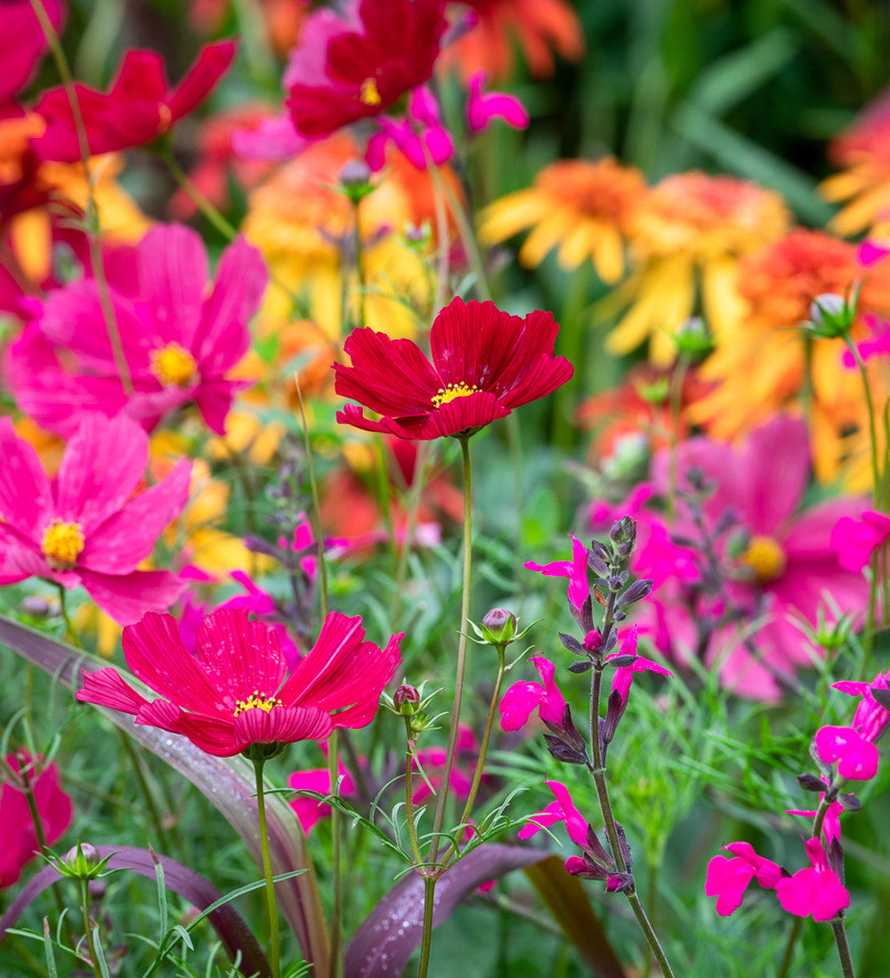Cosmos bipinnatus 'Rubenza'