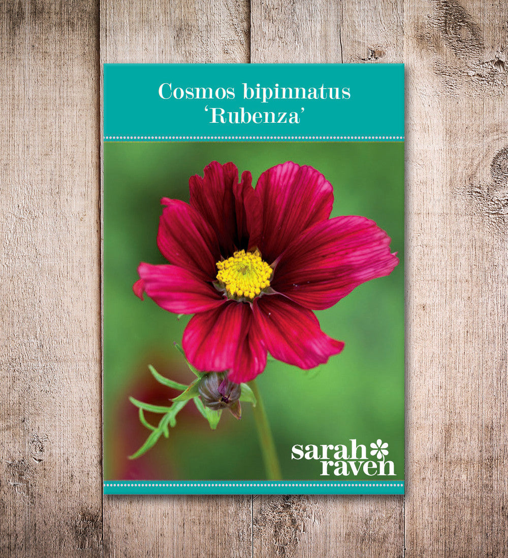 Cosmos bipinnatus 'Rubenza'
