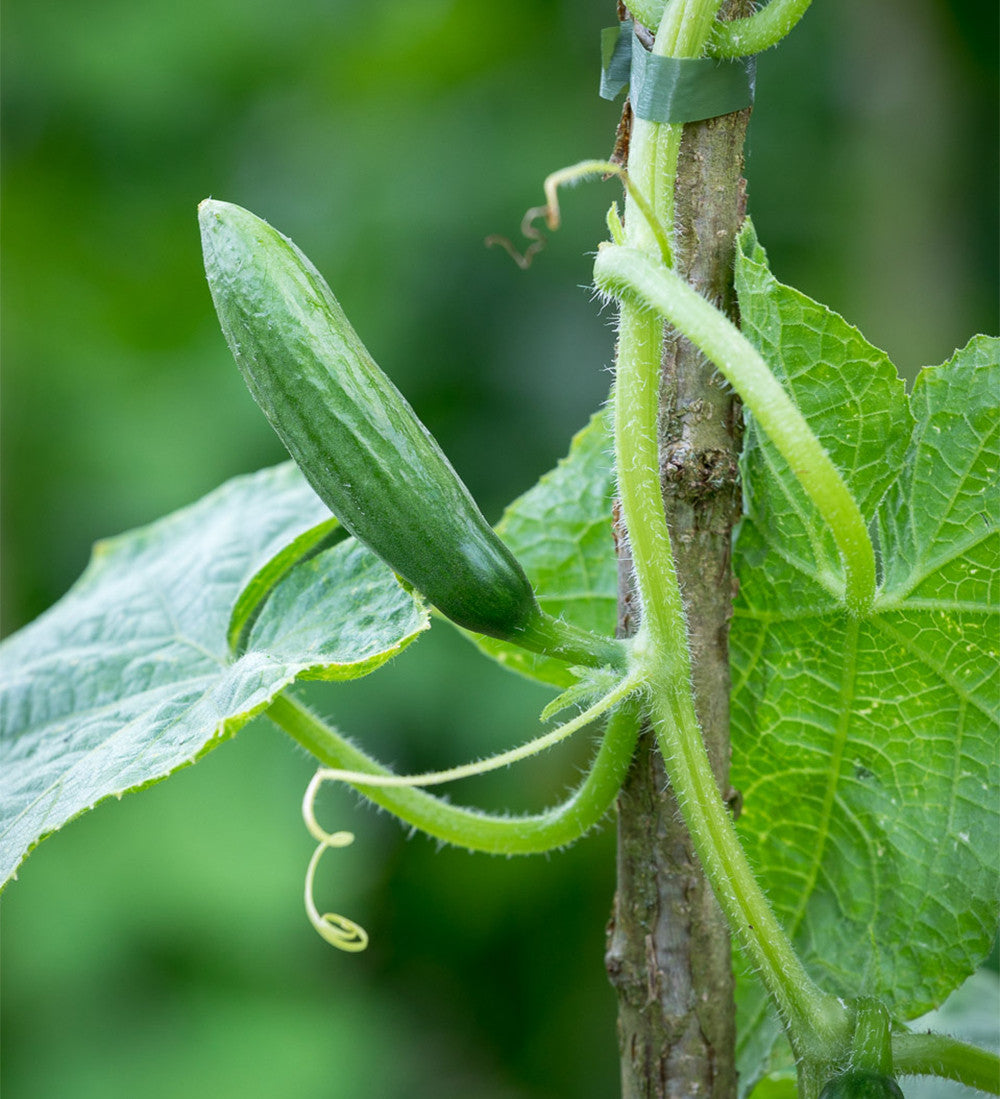 Cucumber 'La Diva'
