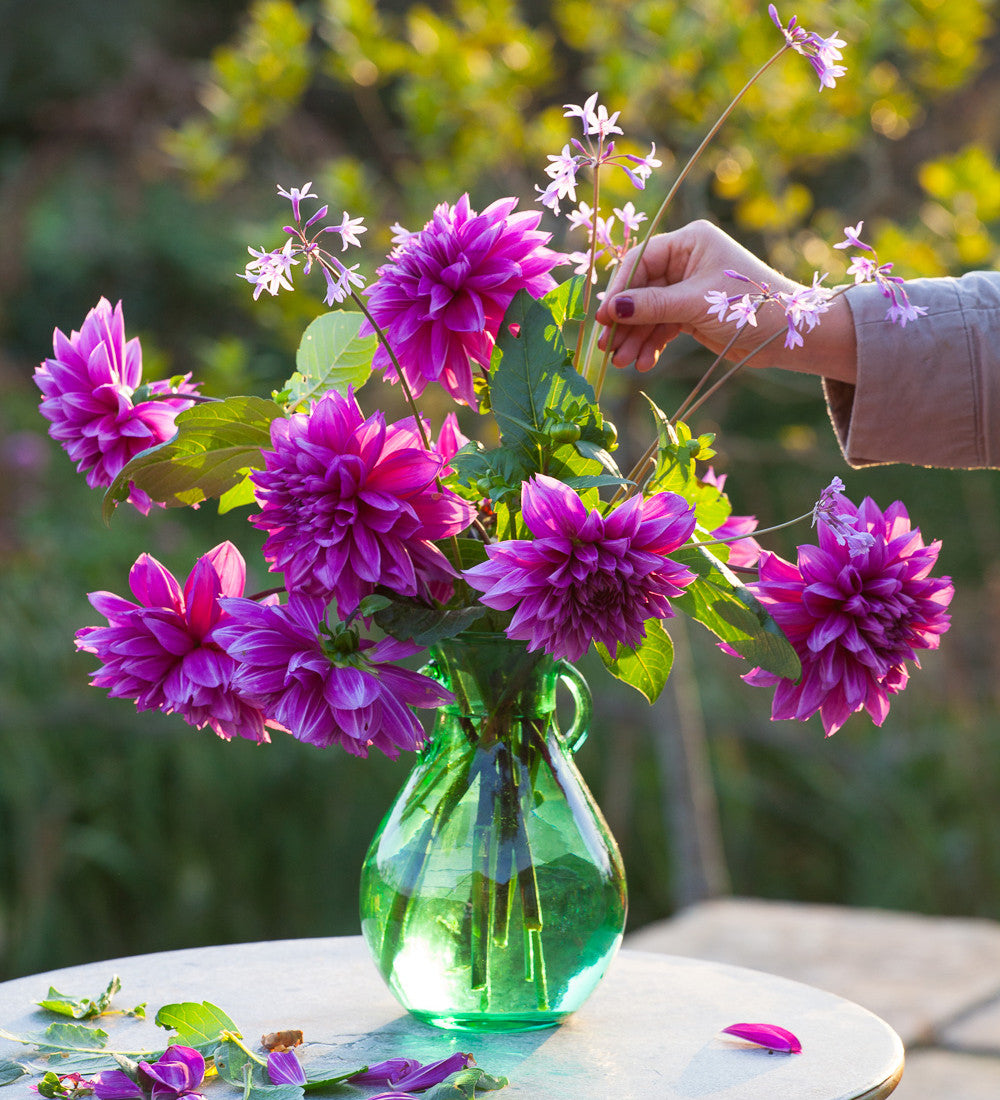 Dahlia 'Thomas A. Edison'