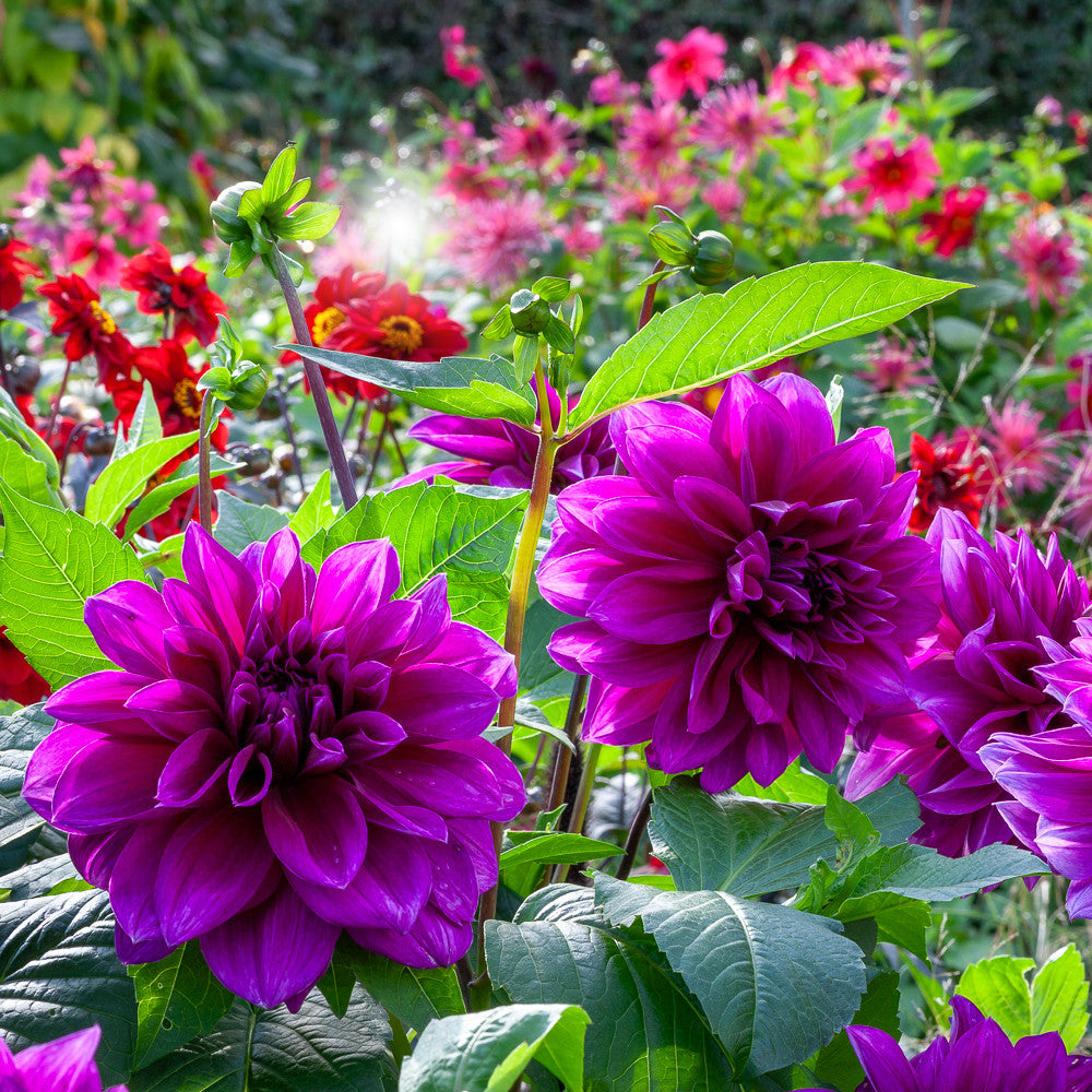 Dahlia 'Thomas A. Edison'