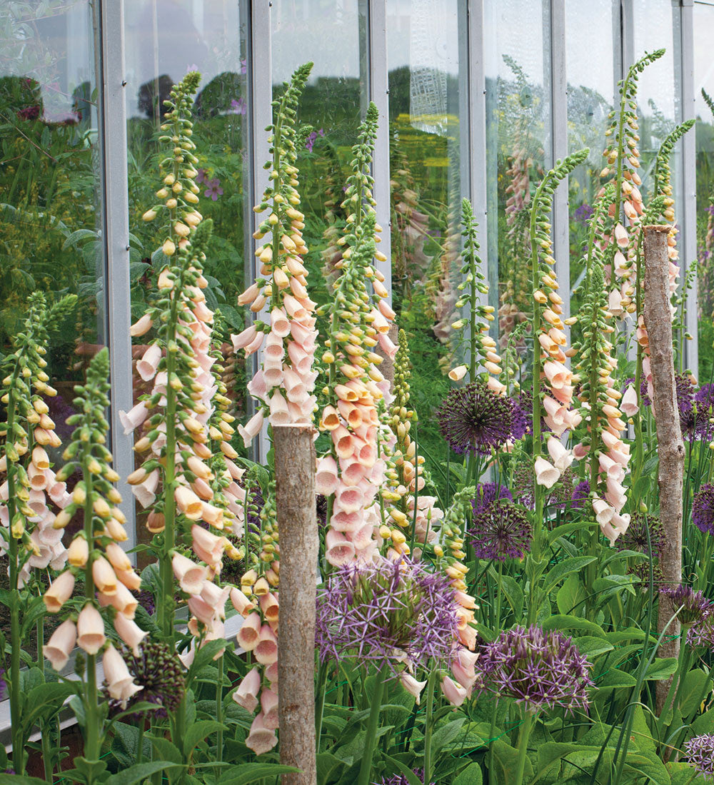 Digitalis purpurea 'Sutton's Apricot'