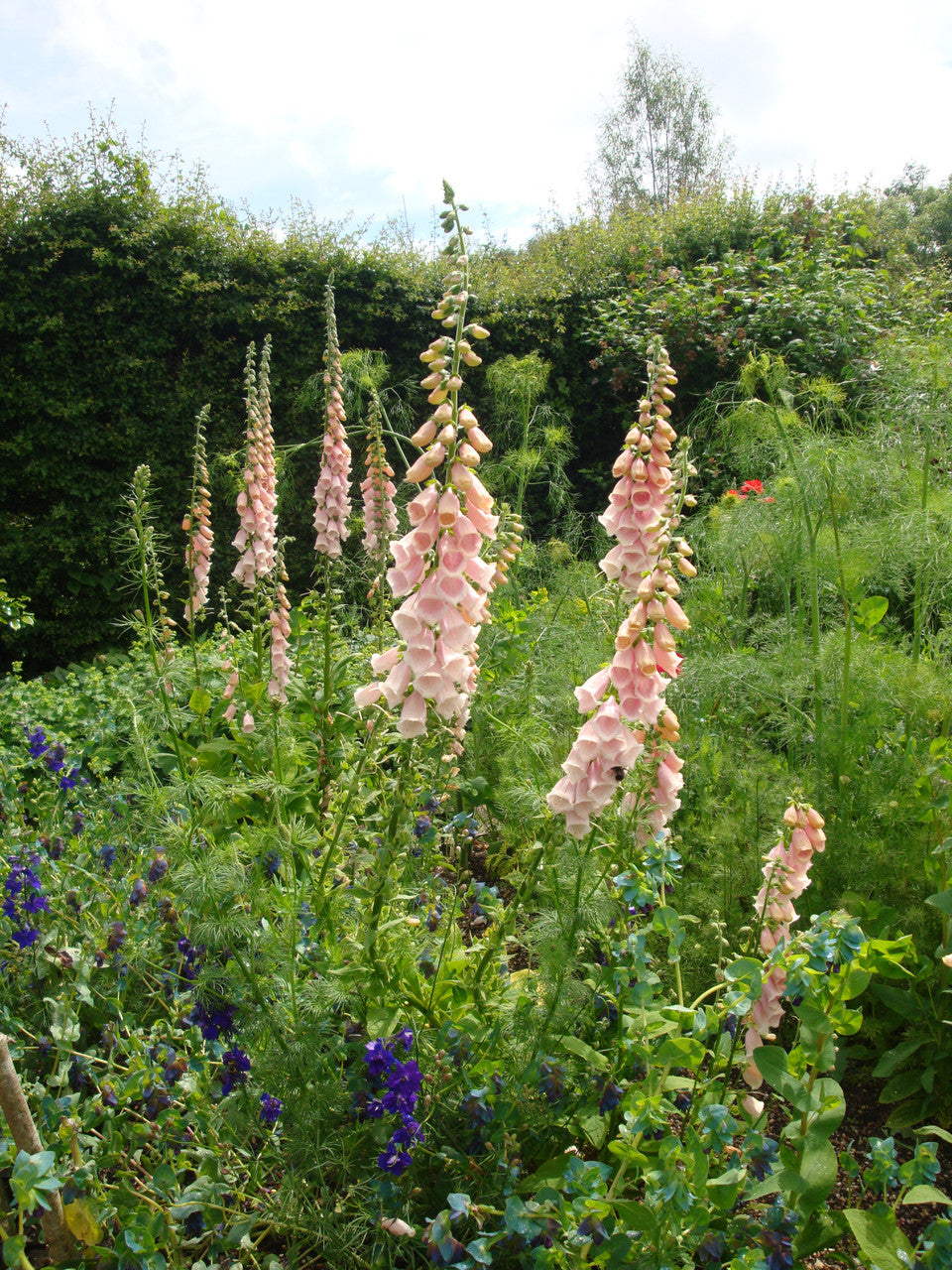 Digitalis purpurea 'Sutton's Apricot'