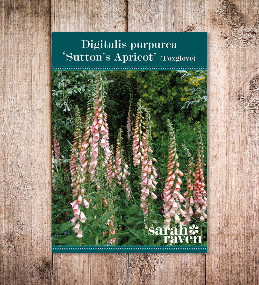 Digitalis purpurea 'Sutton's Apricot'