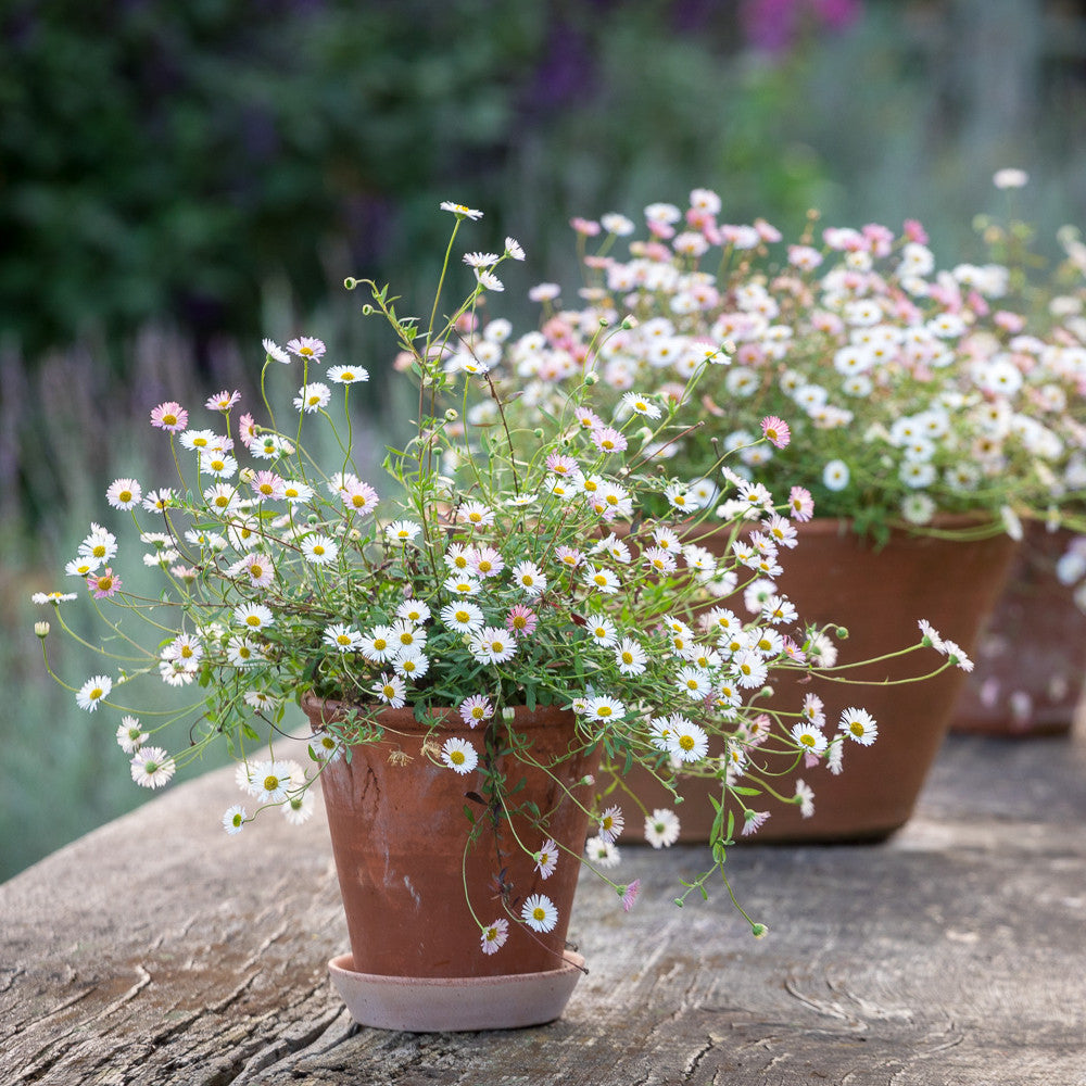 Erigeron karvinskianus 'Profusion'