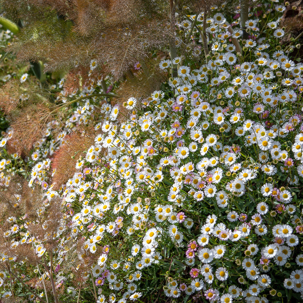 Erigeron karvinskianus 'Profusion'