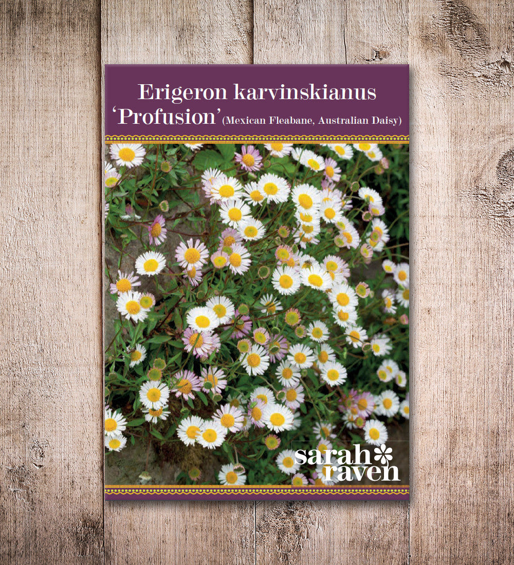 Erigeron karvinskianus 'Profusion'