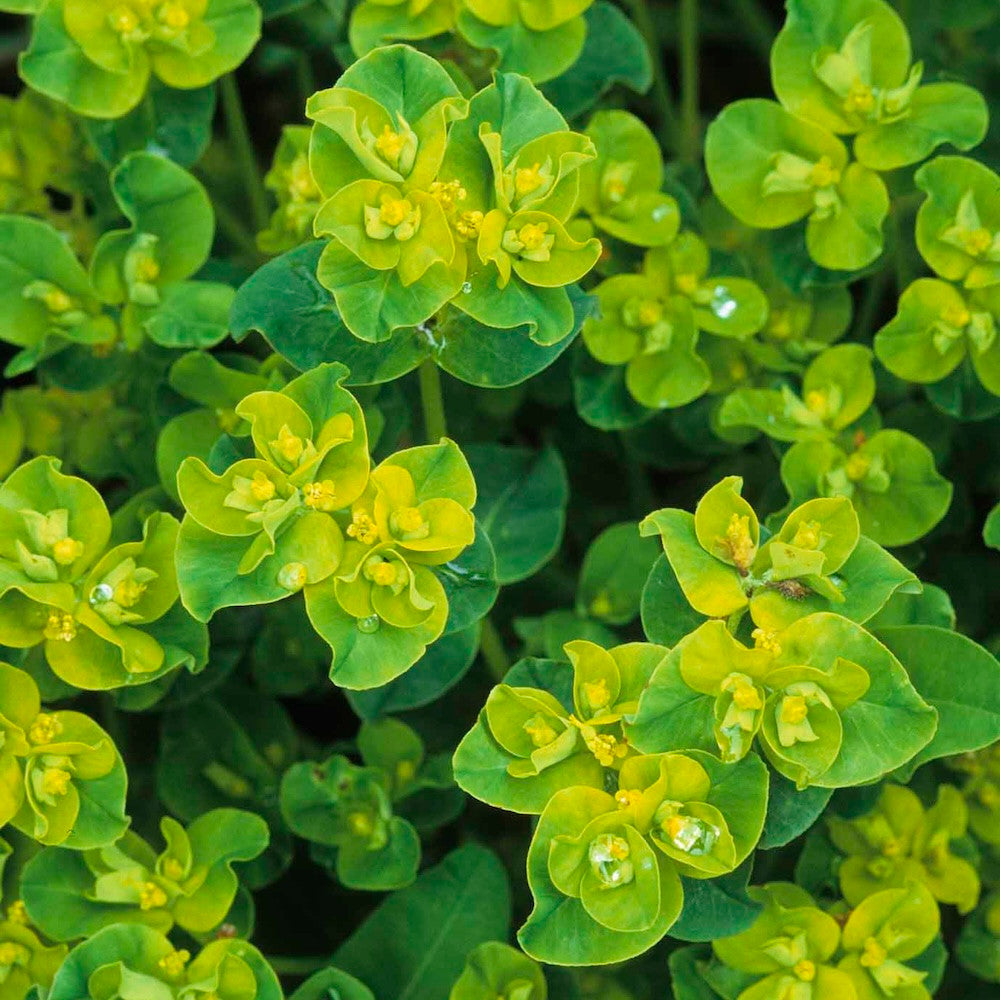 Euphorbia oblongata